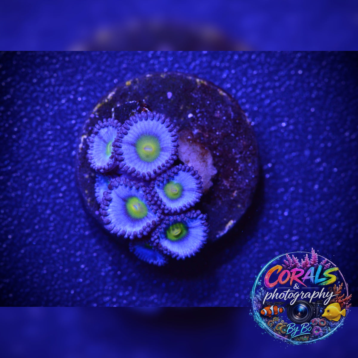 AIO Zoa Frag WYSIWYG