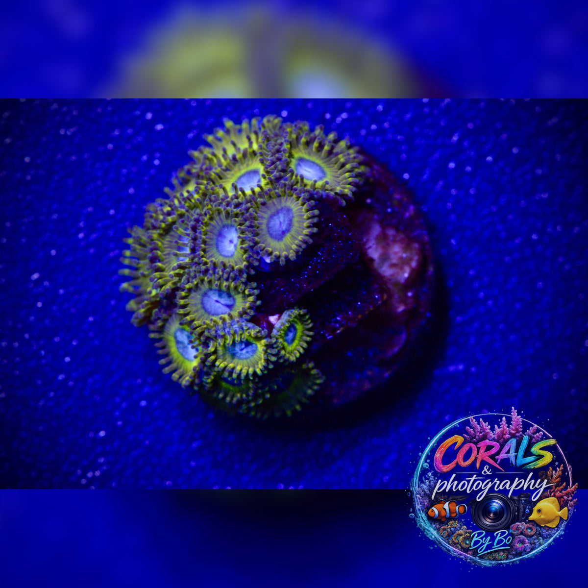 Pikachu Zoa Frag WYSIWYG