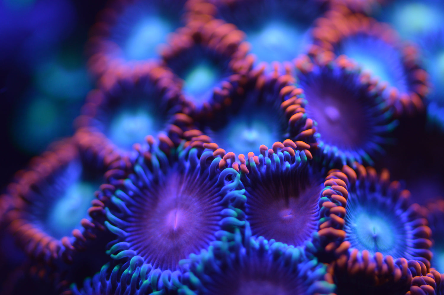 Zoanthids
