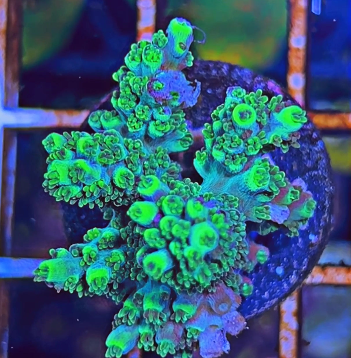 SPS