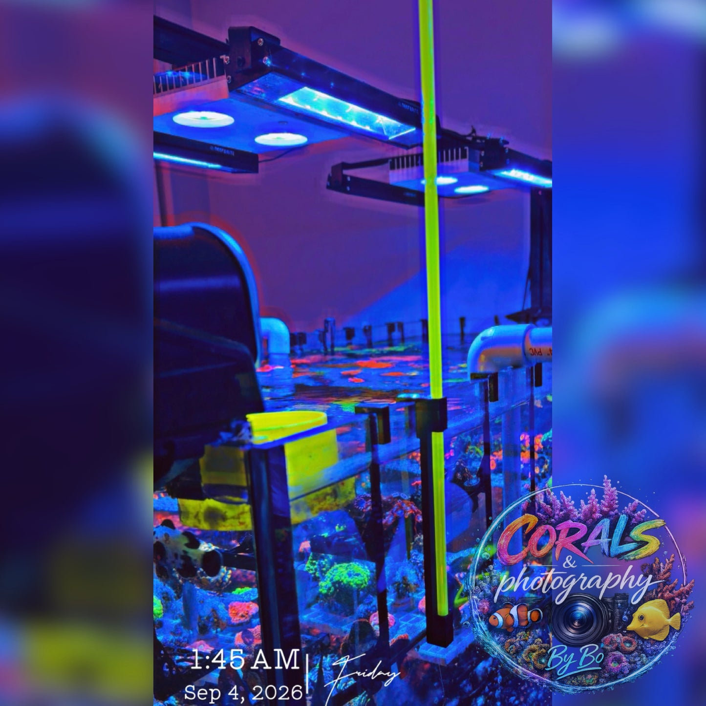UV Coral Pointer & Holder