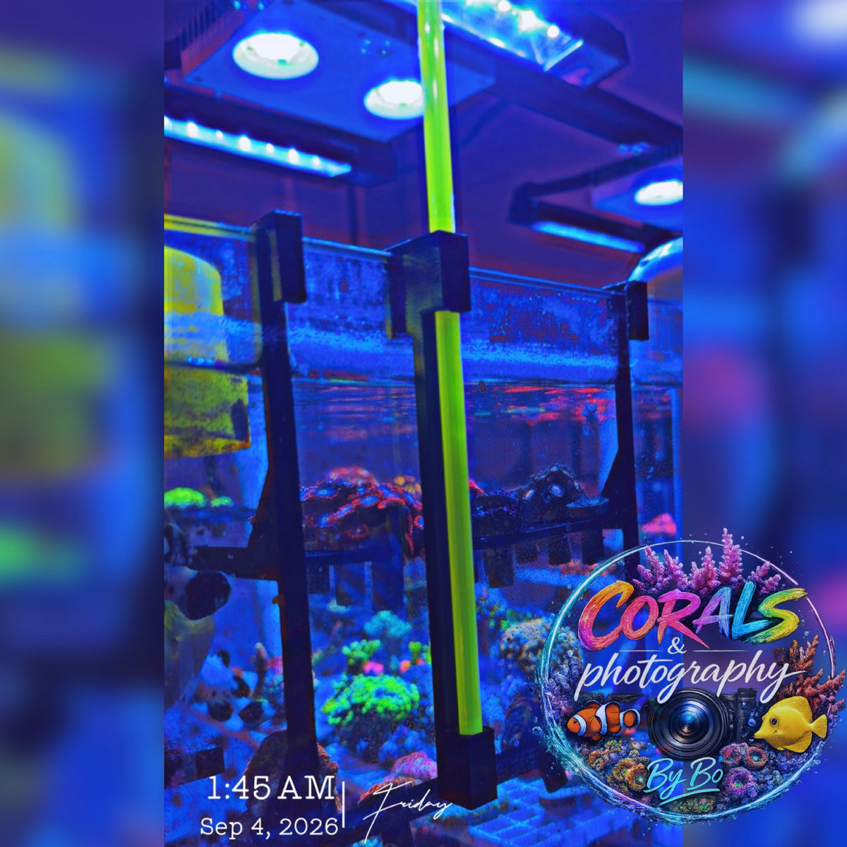 UV Coral Pointer & Holder