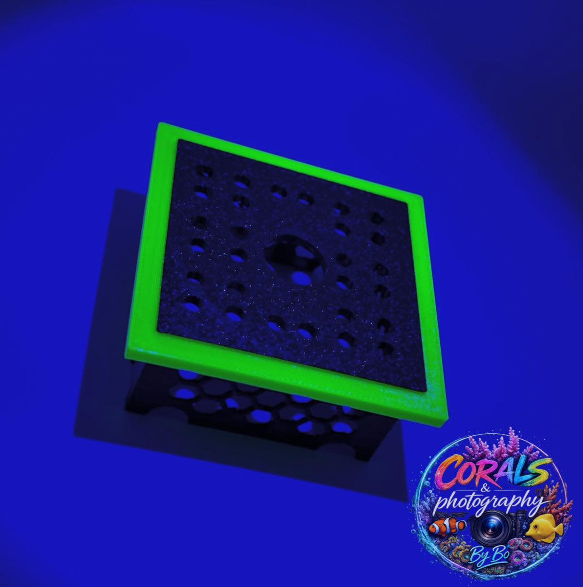 CORAL SHOW PIECE STAND