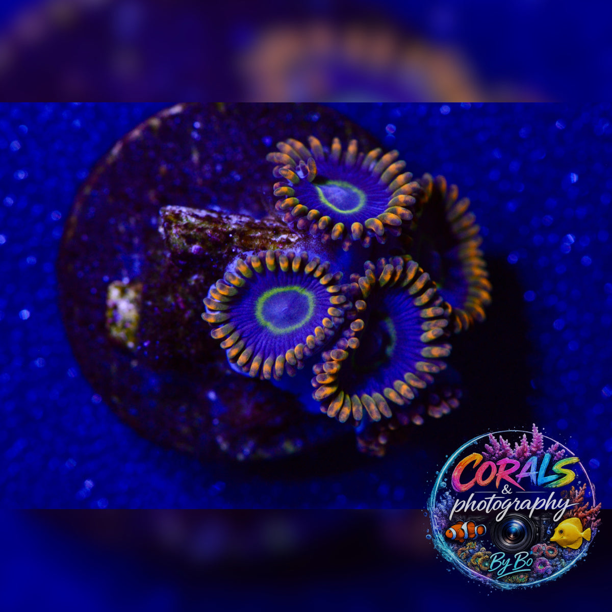Aquacultured