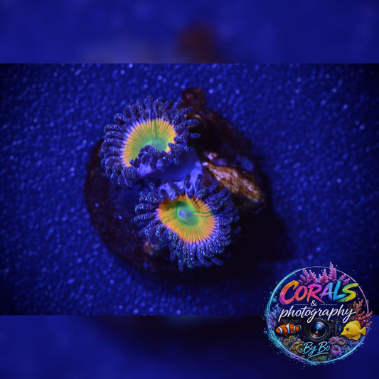 Sunny D's Zoa Frag WYSIWYG
