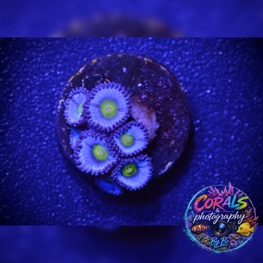 AIO Zoa Frag WYSIWYG