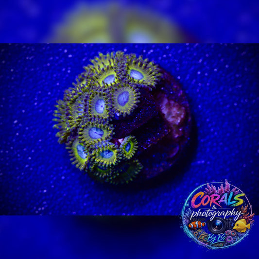 Pikachu Zoa Frag WYSIWYG