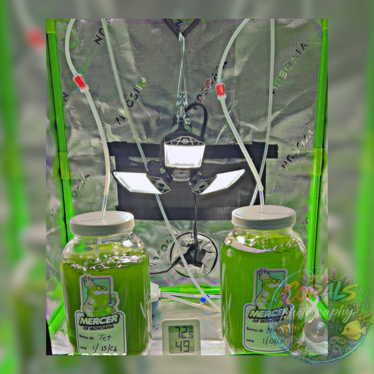 Phyto "Live Cultures"