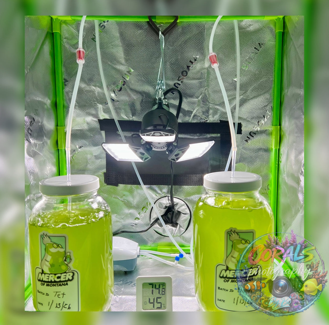 Phyto "Live Cultures"