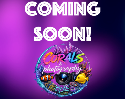 Mushroom Coral "Coming Soon"